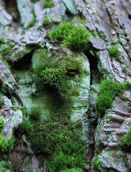 Trees Art