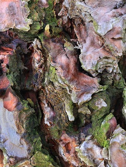 Trees Art For Sale