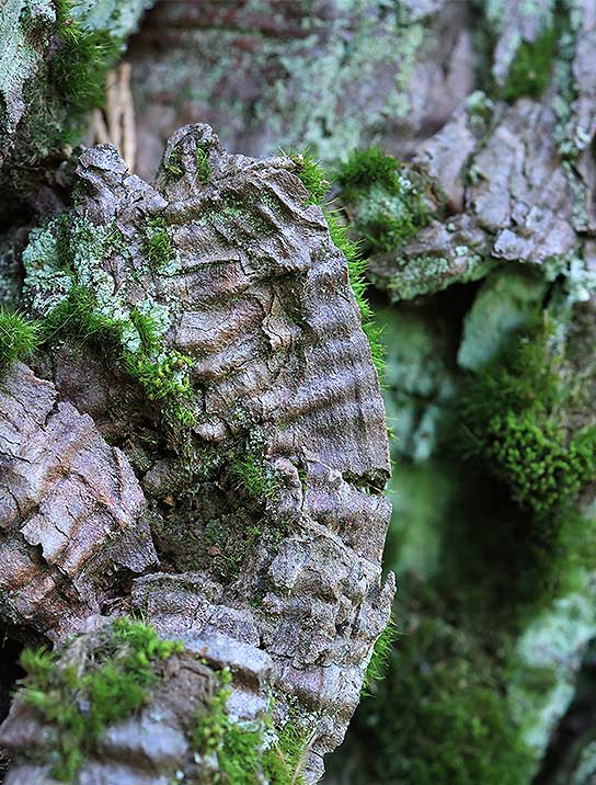 tree-art-for-walls-canvas-decoration