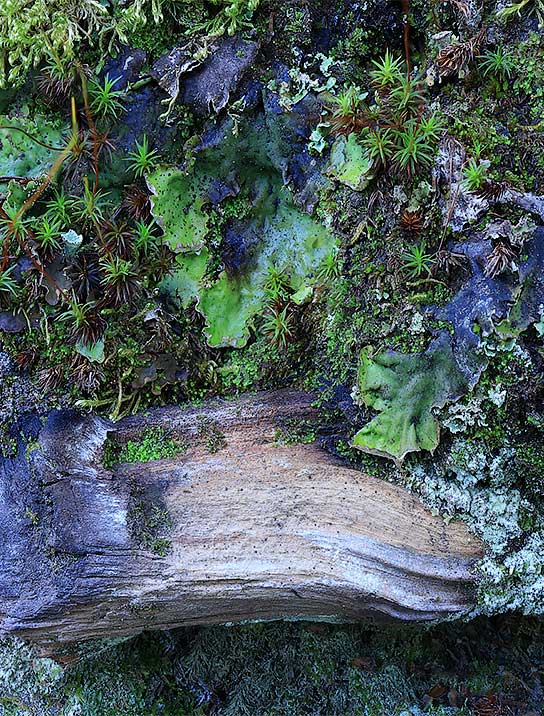 tree-art-poster-for-walls