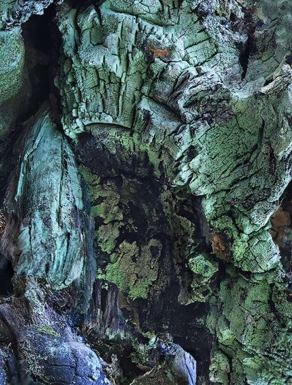 Trees Art Images