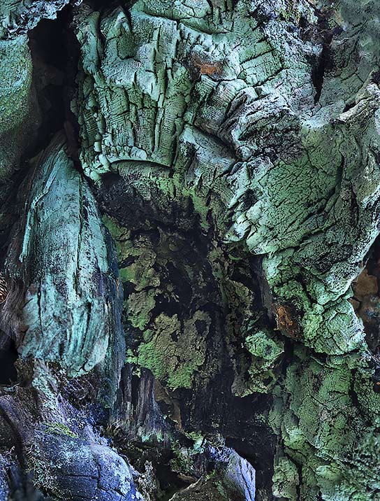 tree-art-for-walls-canvas-decoration