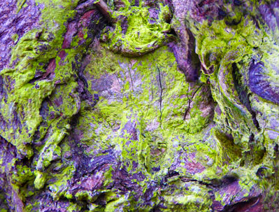 trees-artwork-prints-for-sale
