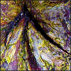 tree-artwork-detail-preview