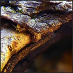 tree-artwork-detail-preview