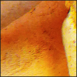 tree-artwork-detail-preview