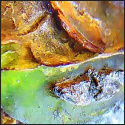 tree-art-detail-preview