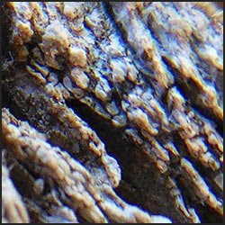 tree-artwork-detail-preview