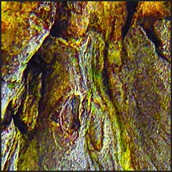 tree-artwork-detail-preview