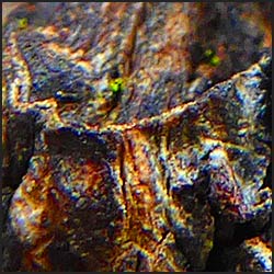 tree-artwork-detail-preview