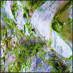 tree-artwork-detail-preview