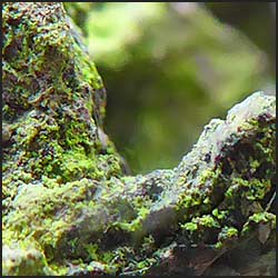 tree-artwork-detail-preview