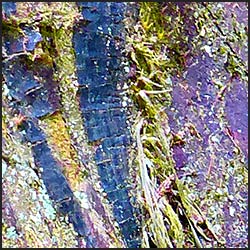 tree-artwork-detail-preview