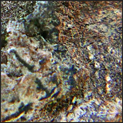 tree-artwork-detail-preview