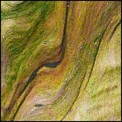 tree-artwork-detail-preview