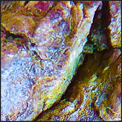 tree-artwork-detail-preview