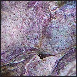 tree-artwork-detail-preview