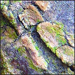 tree-artwork-detail-preview