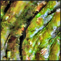 tree-art-detail-preview