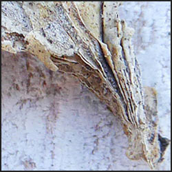 tree-artwork-detail-preview