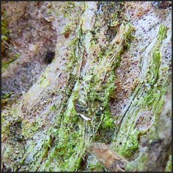 tree-artwork-detail-preview