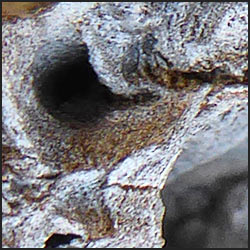 tree-art-detail-preview