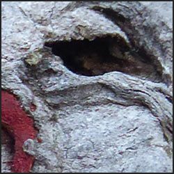 tree-artwork-detail-preview