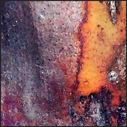 tree-artwork-detail-preview