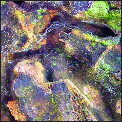 tree-artwork-detail-preview