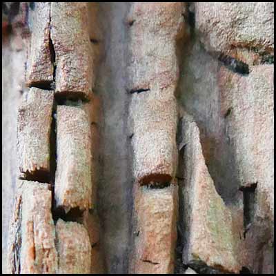 tree-artwork-detail-preview