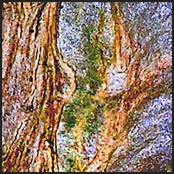 tree-artwork-detail-preview