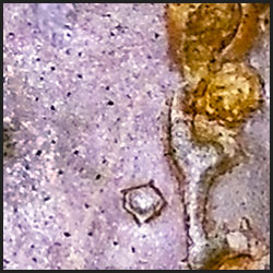 tree-artwork-detail-preview