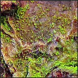 tree-artwork-detail-preview