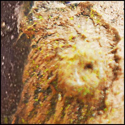 tree-art-detail-preview