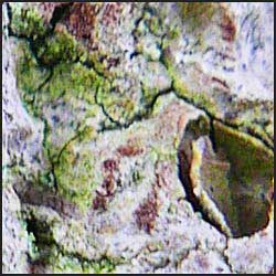 tree-artwork-detail-preview