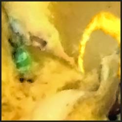 tree-artwork-detail-preview