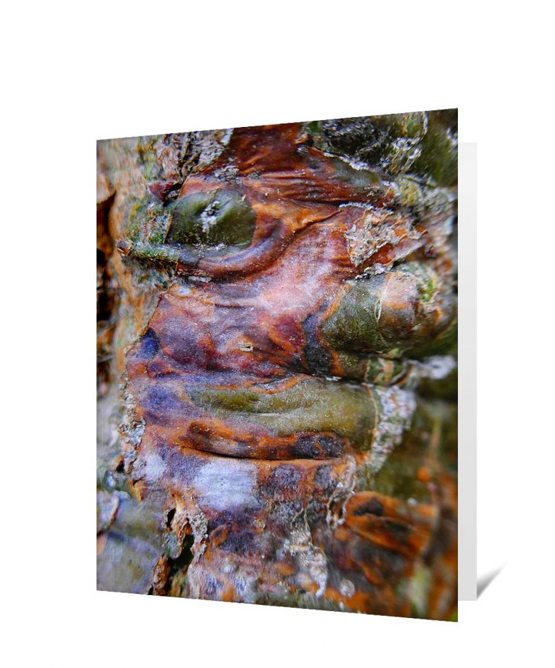 tree greeting card