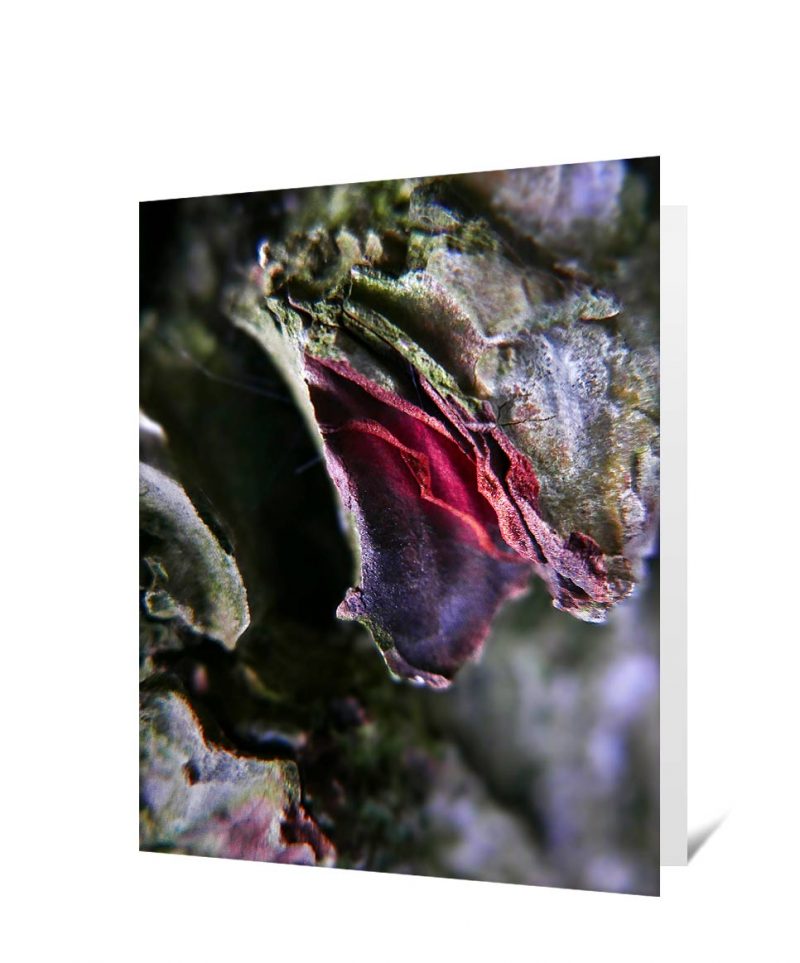 tree greeting cards