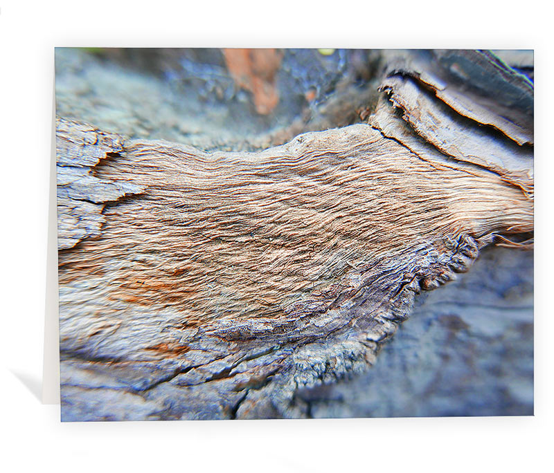 tree greeting card