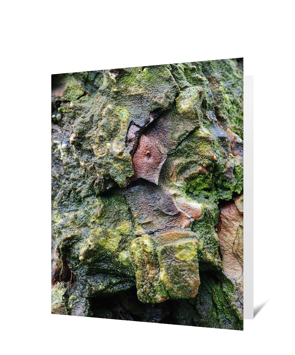Tree Art Greeting Cards For Sale