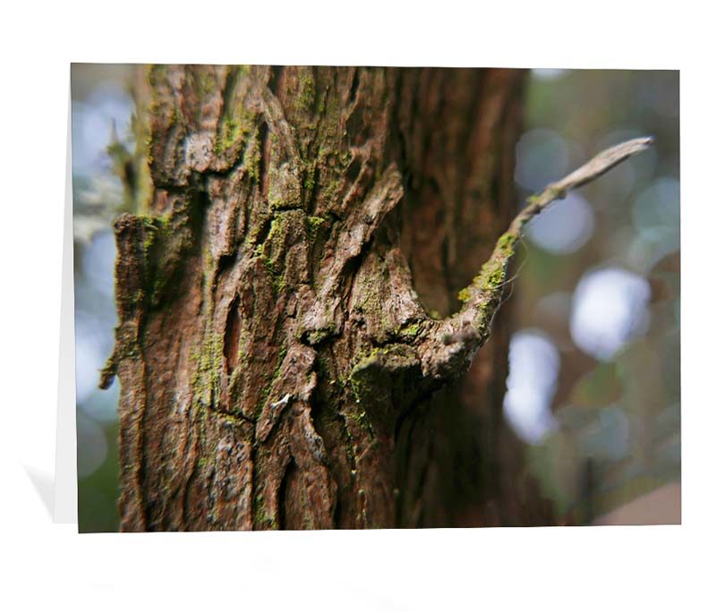 trees greeting cards