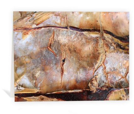 trees art greeting cards