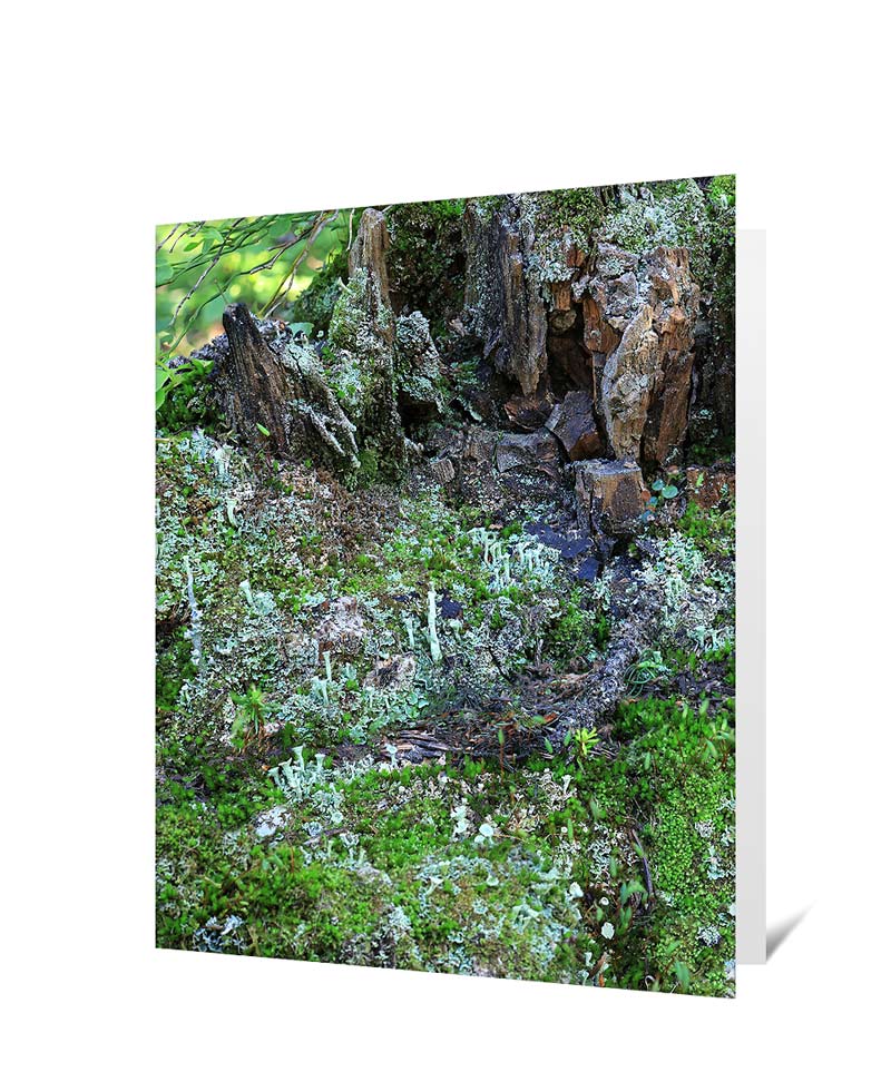 Trees Greeting Card
