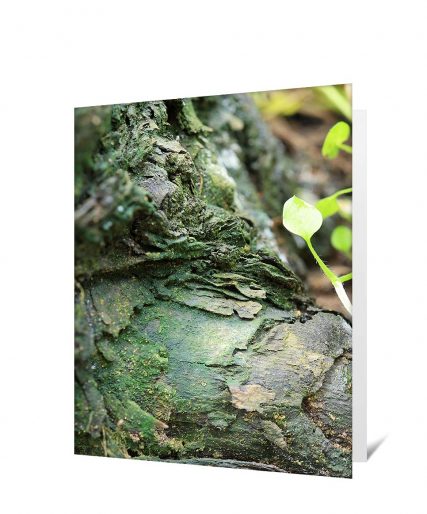 Trees art greeting card sku#6219785