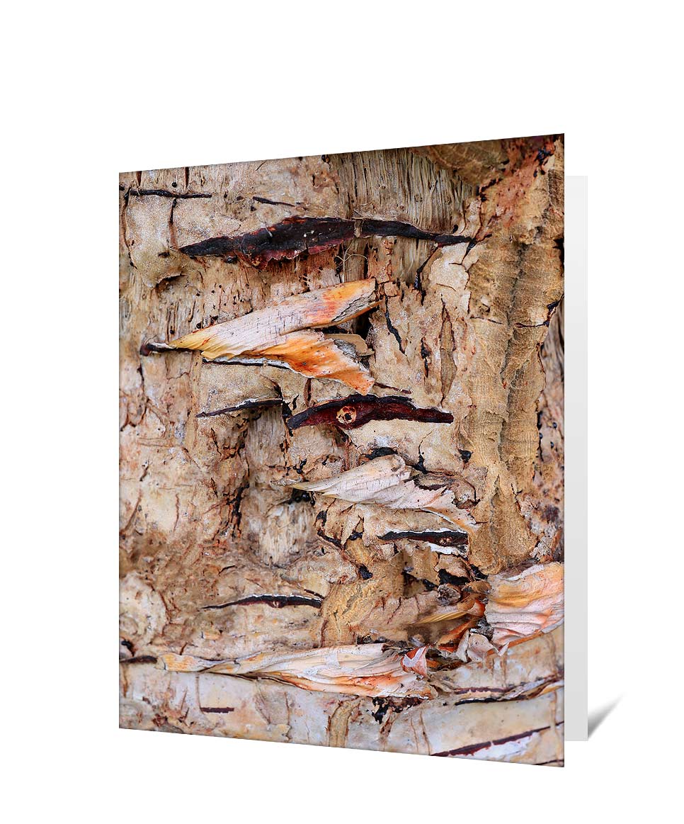 tree greeting card