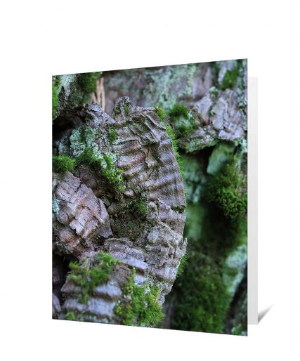 Trees Greeting Cards