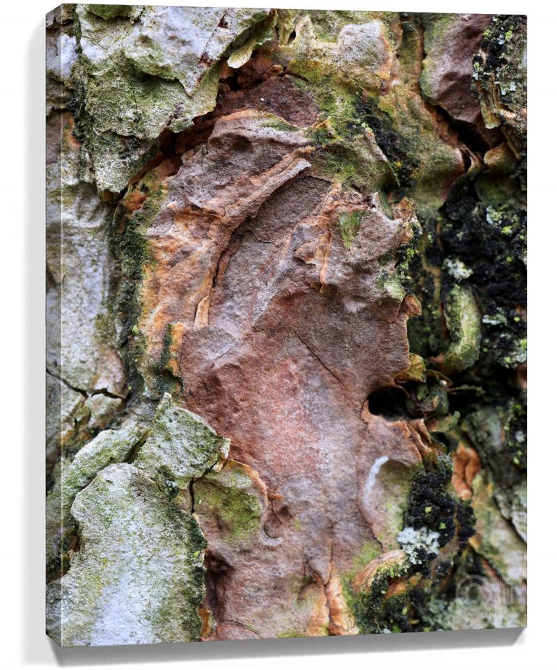 Trees Wall Art