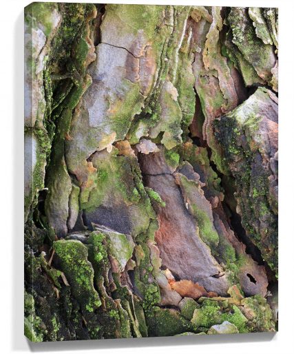 Trees Wall Art