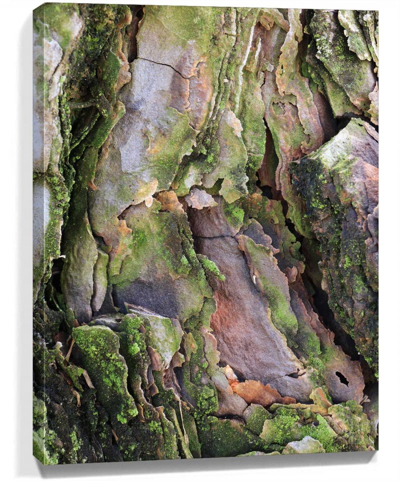 Trees Wall Art