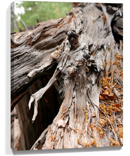 trees wall art